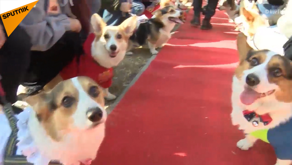 ふさふさした五輪　コーギー犬１００匹超、北京で競技会に参加 - Sputnik 日本