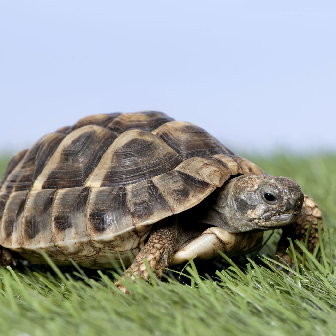 ミドリガメ 384ミドリガメ飼育禁止｜喜多村悦史
