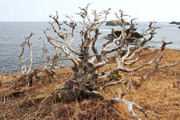 枯れ木、シコタン島 - Sputnik 日本