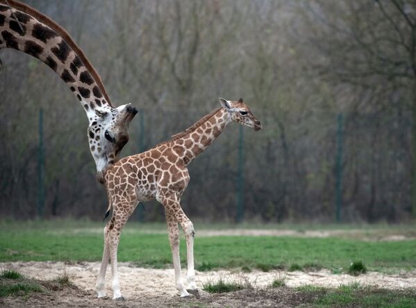 生まれたばかりのキリンの赤ちゃんとお母さん、ベルリンの動物園 - Sputnik 日本