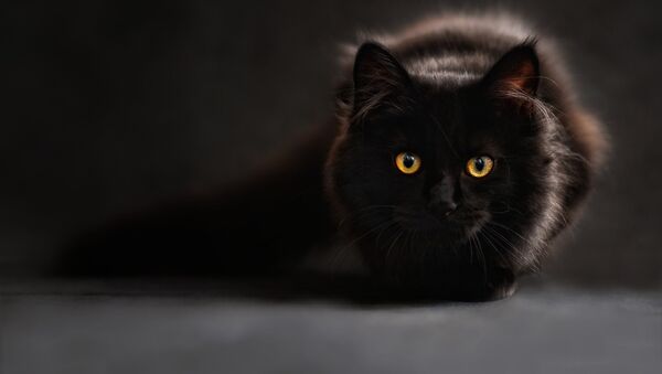 Black cat - Sputnik 日本