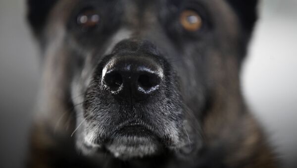 Полицейская собака, натренированная отыскивать наркотики - Sputnik 日本