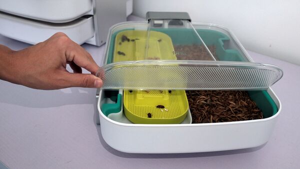 Мучные жуки в инкубаторе от компании Livin Farms в Китае - Sputnik 日本