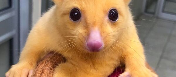 ポッサム ポッサム - Sputnik 日本