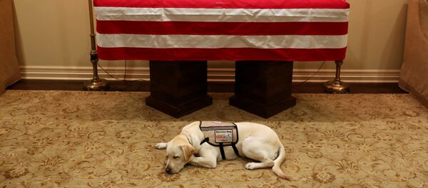 ジョージ・ブッシュ元大統領の死出の旅を待つ介助犬 ジョージ・ブッシュ元大統領の死出の旅を待つ介助犬 - Sputnik 日本