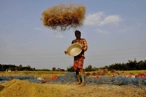 米をふるいわけるインドの農民 - Sputnik 日本