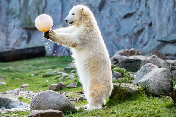 ボールで遊ぶシロクマ、ドイツの動物園 - Sputnik 日本