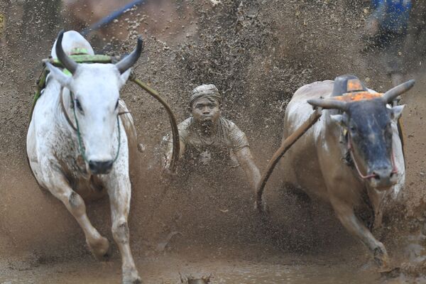 伝統の牛レース、インドネシア、西スマトラ州 - Sputnik 日本