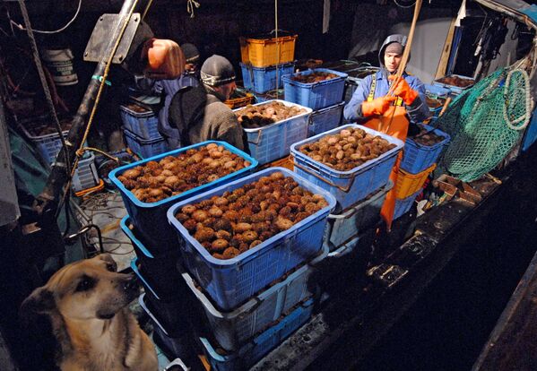 ウニの収穫 - Sputnik 日本