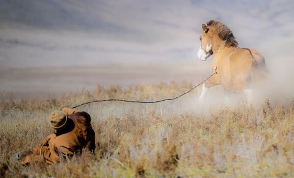 馬を連れたモンゴル人の牧夫 - Sputnik 日本