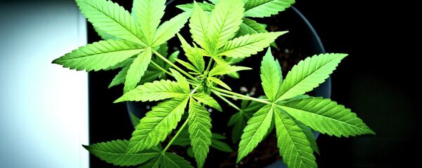 大麻 - Sputnik 日本