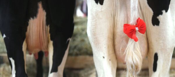 乳牛 乳牛 - Sputnik 日本