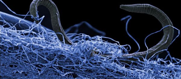 Нематода в биопленке из микроорганизмов Нематода в биопленке из микроорганизмов - Sputnik 日本