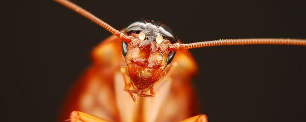 Kakerlake Kakerlake - Sputnik 日本