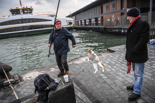 釣竿から魚をとろうとする猫、イスタンブール - Sputnik 日本