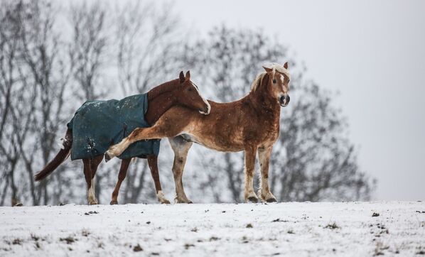 雪の草原の馬たち、ドイツ南西部 - Sputnik 日本