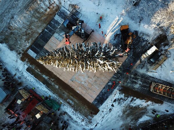モスクワ州で行われた、ロシア最大の新年用モミの木の伐採 - Sputnik 日本