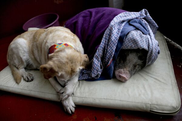 犬とブタがマグニチュード７．１の地震を経験している　メキシコ - Sputnik 日本