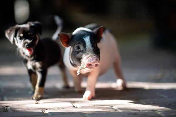 子犬と子豚が上海近郊で一緒に遊ぶ - Sputnik 日本