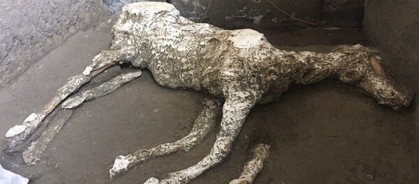 馬の遺骸 - Sputnik 日本