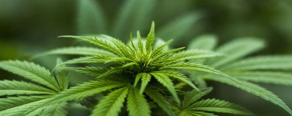 麻薬(アーカイブ写真) 麻薬(アーカイブ写真) - Sputnik 日本