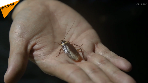 ゴキブリに注意！中国、ゴキブリ飼育場で生ゴミ処理 - Sputnik 日本