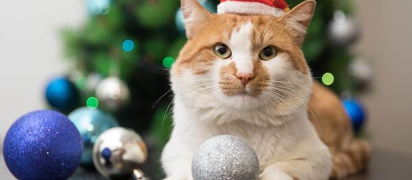 ネコのモスチク(橋くん) ネコのモスチク(橋くん) - Sputnik 日本