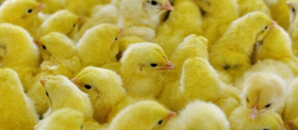 鳥インフルエンザ(アーカイブ写真) 鳥インフルエンザ(アーカイブ写真) - Sputnik 日本