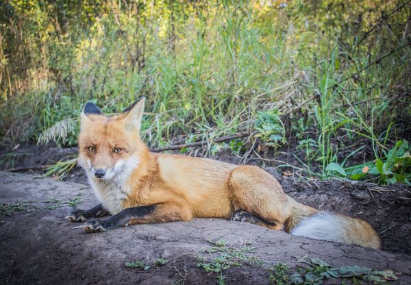 サマラ曲り国立公園に生息する狐 - Sputnik 日本