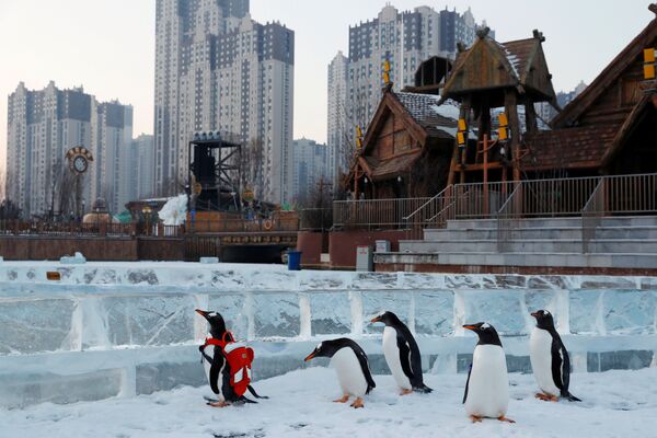 中国ハルビン市で開かれた雪と氷の国際フェスティバルに登場したジェンツーペンギンら - Sputnik 日本