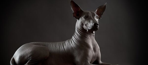 Ксолоитцкуинтли, или мексиканская голая собака - Sputnik 日本