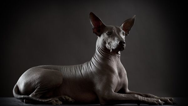 Ксолоитцкуинтли, или мексиканская голая собака - Sputnik 日本