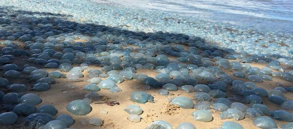 クラゲ クラゲ - Sputnik 日本