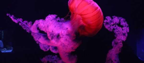 クラゲ クラゲ - Sputnik 日本