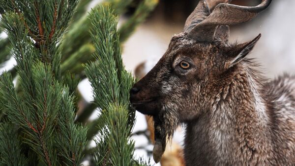 Винторогий козел в Московском зоопарке получил в виде угощения нераспроданные новогодние ели - Sputnik 日本