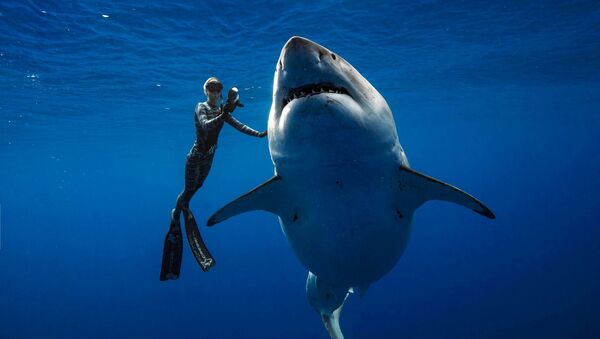 Дайвер рядом с большой белой акулой на Гавайях - Sputnik 日本