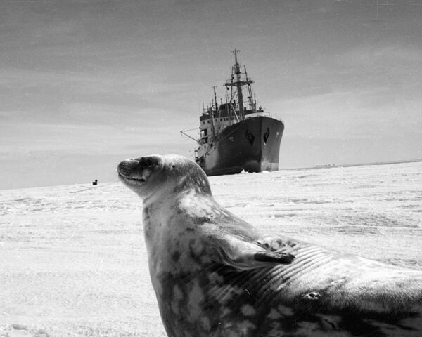 南極大陸調査船とアザラシ - Sputnik 日本