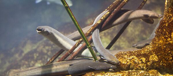 ウナギ ウナギ - Sputnik 日本