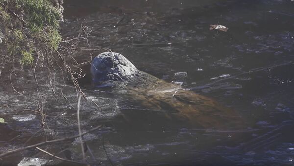 Аллигатор в замерзшем пруду The Swamp Park с носом на поверхности - Sputnik 日本
