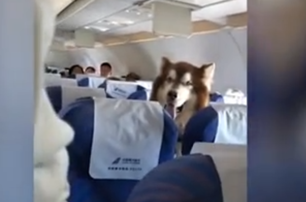 巨大な犬、座席に座ってフライト 称賛の的に 巨大な犬、座席に座ってフライト 称賛の的に - Sputnik 日本