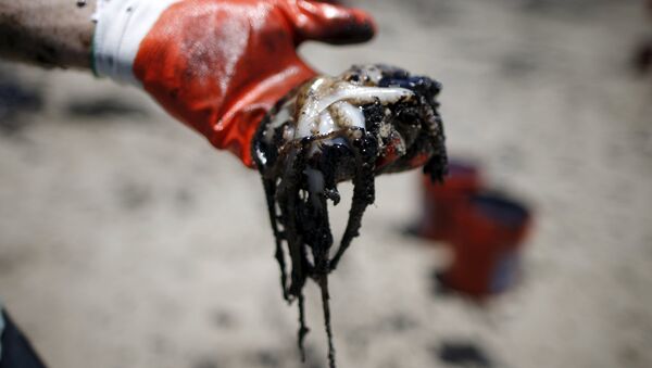A volunteer holds an octopus covered in oil along the coast of Refugio State Beach in Goleta, California, United States, May 20, 2015 - Sputnik 日本