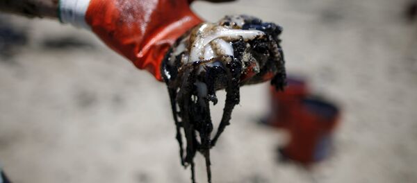 A volunteer holds an octopus covered in oil along the coast of Refugio State Beach in Goleta, California, United States, May 20, 2015 - Sputnik 日本