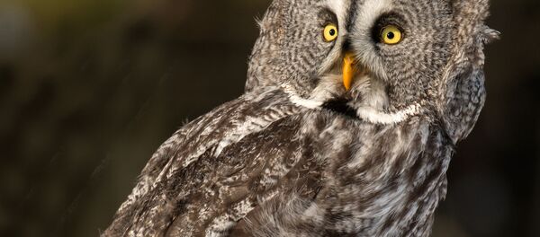 フクロウ フクロウ - Sputnik 日本