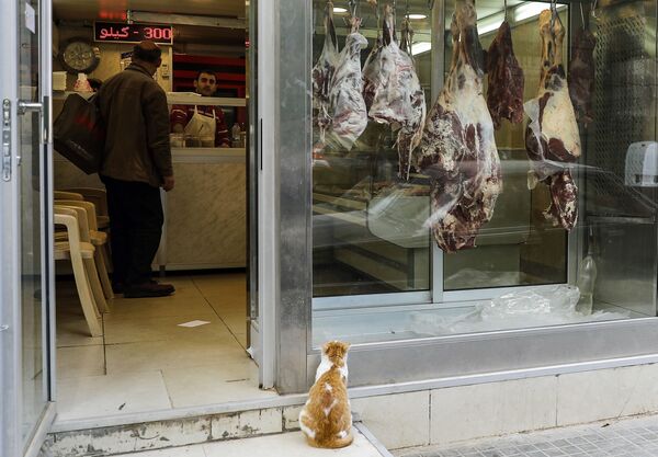 レバノンにある肉屋のショーウインドーに向かい合う猫 - Sputnik 日本