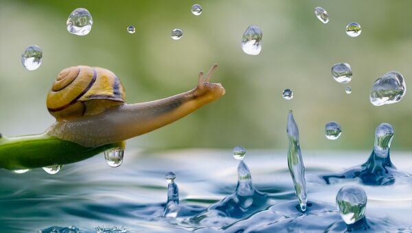 水の方へ体を伸ばすカタツム、撮影：ウラジーミル・アレクセエフ - Sputnik 日本