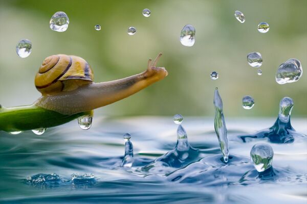 水の方へ体を伸ばすカタツム、撮影：ウラジーミル・アレクセエフ - Sputnik 日本