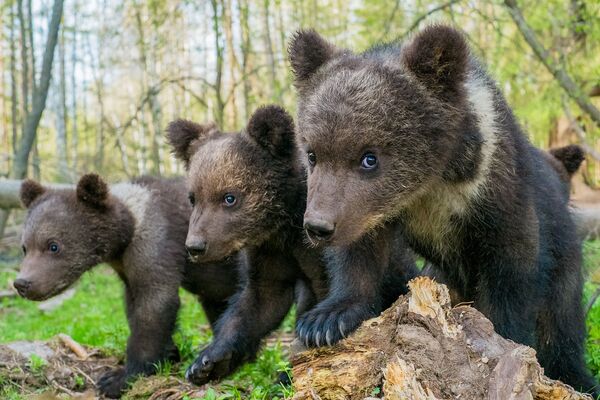 小熊たち、撮影：オレグ・パンテレエフ - Sputnik 日本