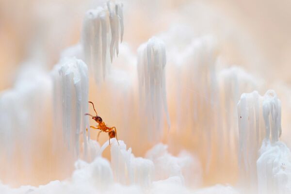 小さなアリ、撮影：ヴァレリー・ザヴェレフ - Sputnik 日本