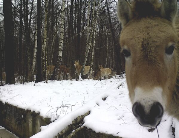 野生の馬　チェルノブイリ原発立ち入り禁止区域で - Sputnik 日本