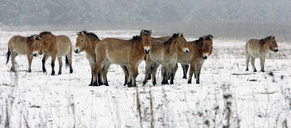 野生の馬 チェルノブイリ原発立ち入り禁止区域で 野生の馬 チェルノブイリ原発立ち入り禁止区域で - Sputnik 日本